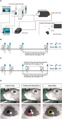 Pupillary dynamics of mice performing a Pavlovian delay conditioning task reflect reward-predictive signals